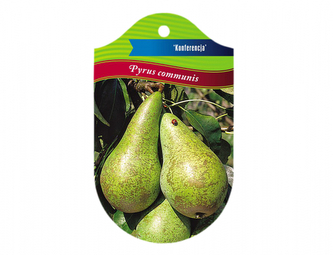 Hrušeň KONFERENCJA I.jakost