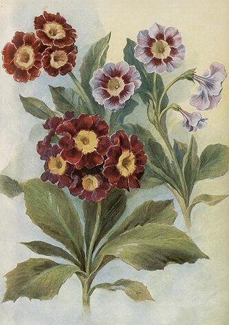 Karnet ST515 B6 + koperta Pierwiosnek bezłodygowy