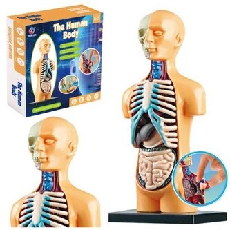 Model anatomiczny ciało ludzkie narządy