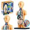 Model anatomiczny ciało ludzkie narządy