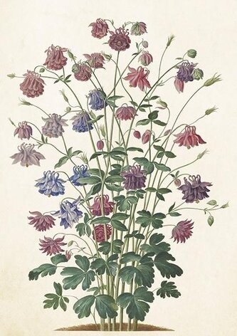 Karnet ST510 B6 + koperta Orlik pospolity