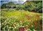 Blumenwiese 2026 S 24x35cm