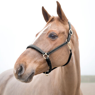 Horze Largo kožená ohlávka pro koně Černá Pony