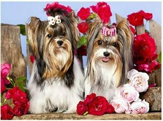 Malowanie po numerach Pieski z kokardami, róże 40x50cm 1008492