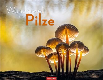 Wunderwelt der Pilze Kalender 2026