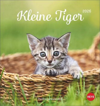 Katzen Postkartenkalender Kleine Tiger 2026