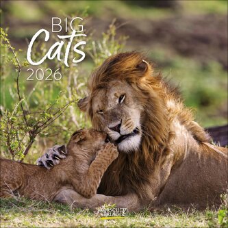Big Cats 2026