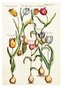 Karnet ST347 B6 + koperta Tulipany