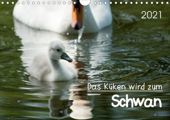 Das Küken wird zum SchwanCH-Version  (Wandkalender 2021 DIN A4 quer)