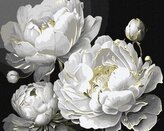 Malowanie po numerach - Nieskazitelne piękno 40x50