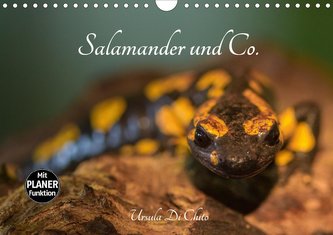 Salamander und Co. (Wandkalender 2020 DIN A4 quer)