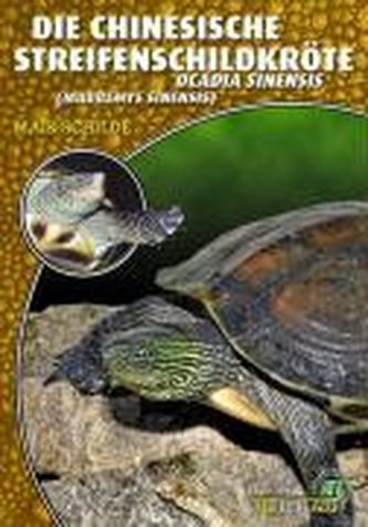 Die Chinesische Streifenschildkröte