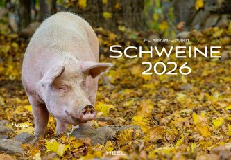 Schweine Kalender 2026