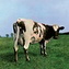 Pink Floyd:  Atom Heart Mother
