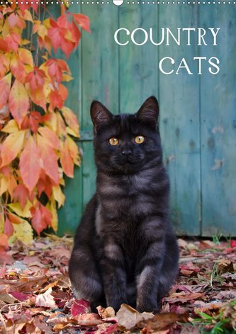 COUNTRY CATS (Wandkalender 2021 DIN A2 hoch)