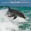 Delfine/Dolphins 2026