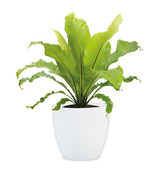 Obal 920 Alaska bílý lesk 13