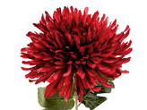 Umělá chryzantéma - 1 ks - 6 (Ø18 cm) červená tmavá otevřená
