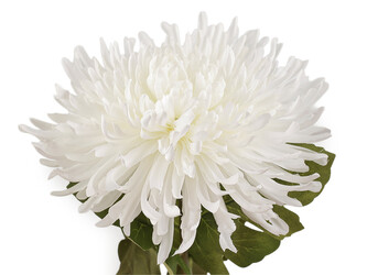 Umělá chryzantéma - 1 ks - 4 (Ø18 cm) bílá otevřená