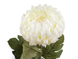 Umělá chryzantéma - 1 ks - 3 (Ø12 cm) krémová nejsvět. zavřená