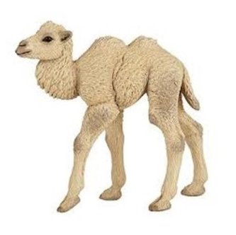 Velbloud dvouhrbý mládě