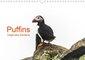 Puffins - Vögel des Nordens (Wandkalender 2021 DIN A4 quer)