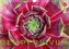 Sempervivum - Hauswurz (Wandkalender 2021 DIN A4 quer)