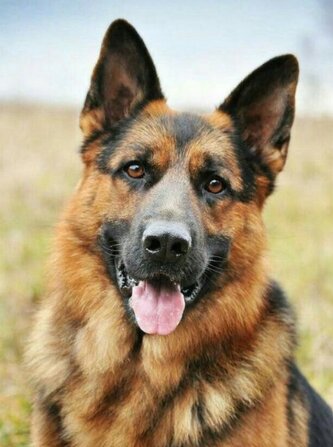 NORIMPEX Diamantové malování Německý ovčák 30x40cm NORIMPEX Diamantové malování Německý ovčák 30x40cm