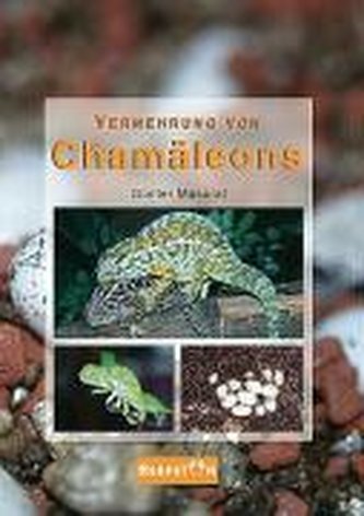 Vermehrung von Chamäleons