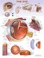The Eye Anatomical Chart