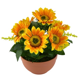 Sluněčníce 7 květů v terakotové misce Ø24/26 cm