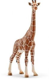 Žirafa samice