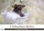 Chihuahua-Babys - Amy und Angel im Studio (Wandkalender 2021 DIN A3 quer)
