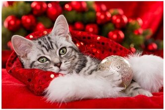 Malowanie po numerkach 40x50cm Święta kot leżący w czapce mikołaja, Norimpex