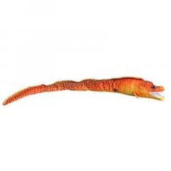 Murena pomarańczowa 80cm