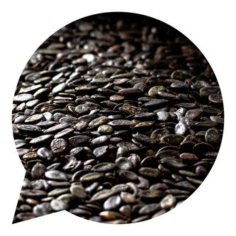 Dýňová semínka Česká