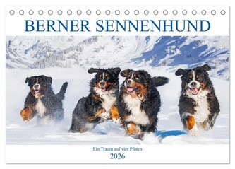 Berner Sennenhund - Ein Traum auf vier Pfoten (Tischkalender 2026 DIN A5 quer), CALVENDO Monatskalender