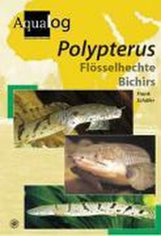 Polypterus. Flösselhechte Bichirs