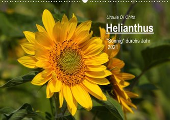 Helianthus (Wandkalender 2021 DIN A2 quer)