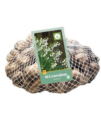 Síťka - XXL - Bledule - Leucojum Aestivum ( 40 cibulí )