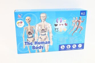 Model anatomiczny ludzkie ciało 2002087 20875