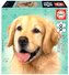 Puzzle 100 Psy - Golden retriever G3