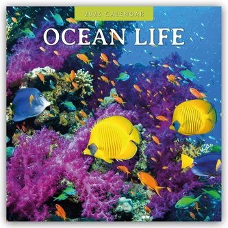 Ocean Life - Leben im Ozean 2026 - 16-Monatskalender Ocean Life - Leben im Ozean 2026 - 16-Monatskalender