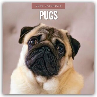 Pugs - Mops 2026 - 16-Monatskalender Pugs - Mops 2026 - 16-Monatskalender
