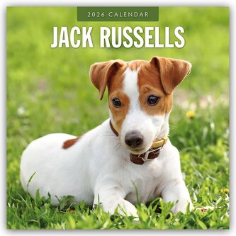 Jack Russells - Jack Russell Terrier 2026 - 16-Monatskalender Jack Russells - Jack Russell Terrier 2026 - 16-Monatskalender