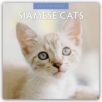 Siamese Cats - Siamkatzen - Siamesische Katzen 2026 - 16-Monatskalender Siamese Cats - Siamkatzen - Siamesische Katzen 2026 - 16-Monatskalender