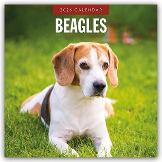 Beagles - Beagle 2026 - 16-Monatskalender Beagles - Beagle 2026 - 16-Monatskalender