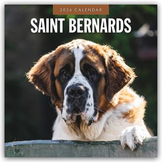Saint Bernards - Bernhardiner 2026 - 16-Monatskalender Saint Bernards - Bernhardiner 2026 - 16-Monatskalender