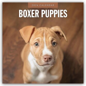 Boxer Puppies - Deutsche Boxer Welpen 2026 - 16-Monatskalender Boxer Puppies - Deutsche Boxer Welpen 2026 - 16-Monatskalender
