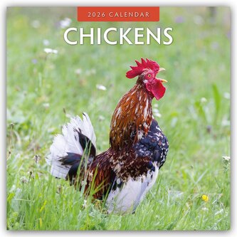 Chickens - Hühner 2026 - 16-Monatskalender Chickens - Hühner 2026 - 16-Monatskalender